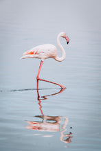 Load image into Gallery viewer, Dancer