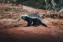 Load image into Gallery viewer, Honey Trap