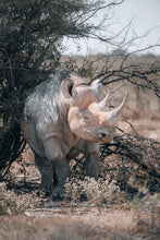 Load image into Gallery viewer, Nap Time