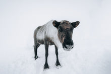 Load image into Gallery viewer, Curious