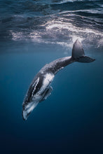 Load image into Gallery viewer, Into the Blue