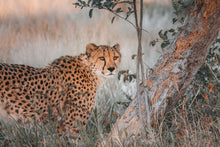 Load image into Gallery viewer, Scout