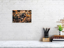 Load image into Gallery viewer, 4844698-1115135