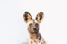 Load image into Gallery viewer, Wild One