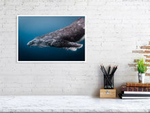 Load image into Gallery viewer, 4848563-1116005