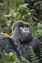 Load image into Gallery viewer, Alpha