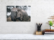 Load image into Gallery viewer, 4839073-1114336