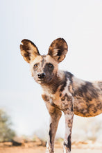 Load image into Gallery viewer, Alert