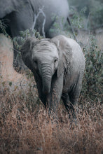 Load image into Gallery viewer, Wonder