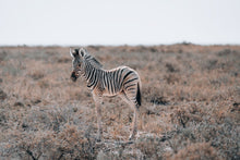 Load image into Gallery viewer, Dazzle