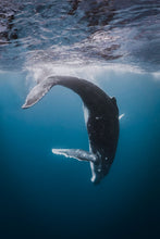 Load image into Gallery viewer, Flip