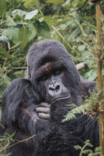 Load image into Gallery viewer, Charles