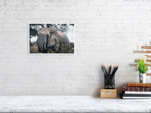 Load image into Gallery viewer, 4839073-1114335