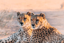 Load image into Gallery viewer, Spot The Difference