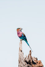 Load image into Gallery viewer, Roll With It