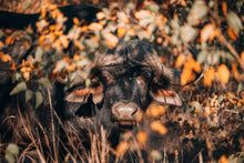 Load image into Gallery viewer, Hide and Seek