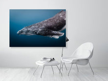 Load image into Gallery viewer, 4848563-1116007