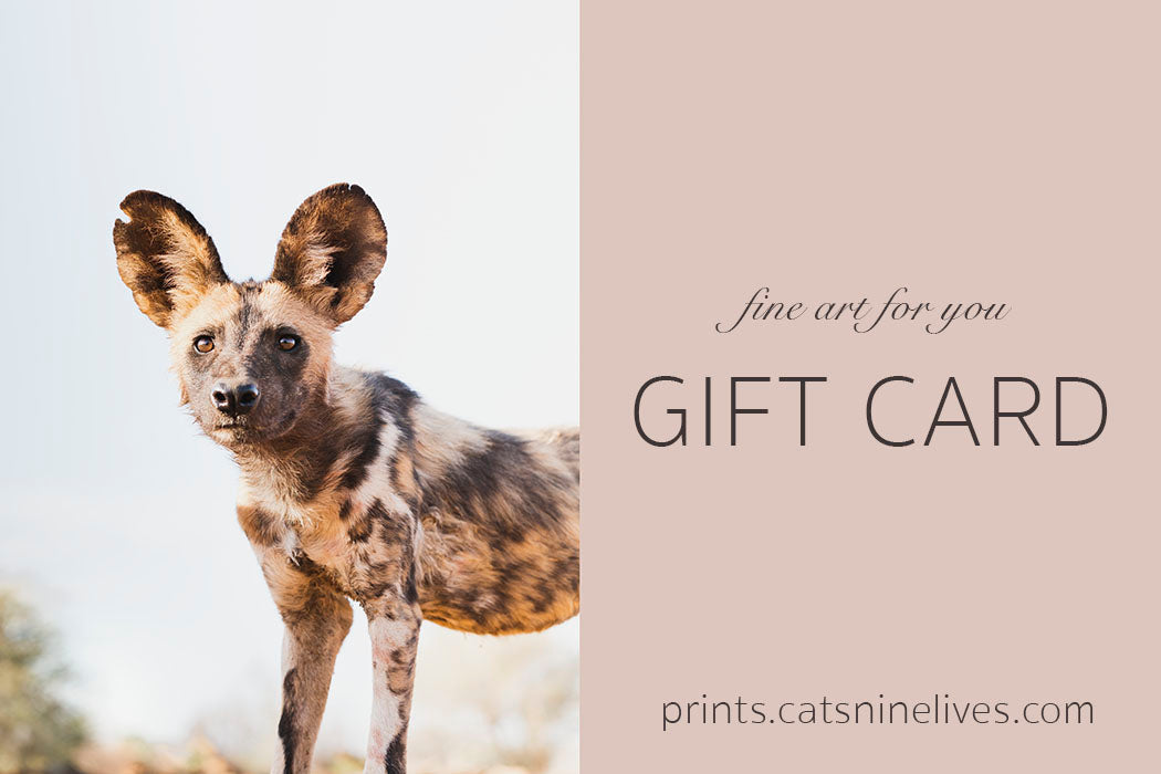Cat's Nine Lives Gift Cards